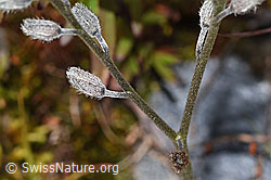 Alpen-Vergissmeinnicht (Myosotis alpestris) (F276847) Alpen-Vergissmeinnicht (Myosotis alpestris) (F276847)