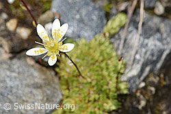 Moosartiger Steinbrech (Saxifraga bryoides) (F276853) Moosartiger Steinbrech (Saxifraga bryoides) (F276853)