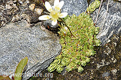 Moosartiger Steinbrech (Saxifraga bryoides) (F276854) Moosartiger Steinbrech (Saxifraga bryoides) (F276854)