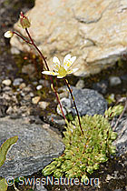 Moosartiger Steinbrech (Saxifraga bryoides) (F276856) Moosartiger Steinbrech (Saxifraga bryoides) (F276856)