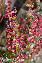 Schildblättriger Ampfer (Rumex scutatus) (F276862)