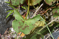 Schildblättriger Ampfer (Rumex scutatus) (F276863)