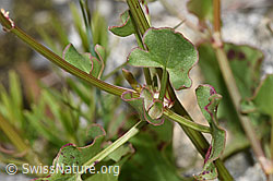 Schildblättriger Ampfer (Rumex scutatus) (F276864)