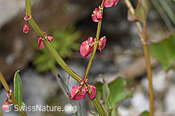 Schildblättriger Ampfer (Rumex scutatus) (F276866)