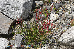 Schildblättriger Ampfer (Rumex scutatus) (F276868)
