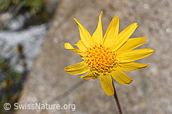 Arnika (Arnica montana) (07.2024, F276871)