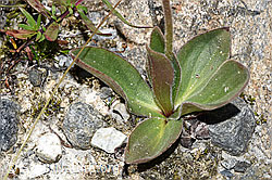 Arnica montana (F276873)