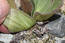 Arnica montana (F276875)