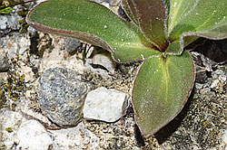 Arnica montana (F276876)