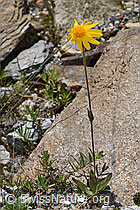 Arnika (Arnica montana) (07.2024, F276879)