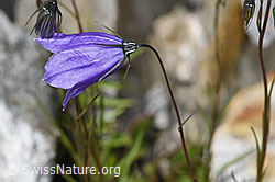 Scheuchzers Glockenblume (Campanula scheuchzeri) (F276881) Scheuchzers Glockenblume (Campanula scheuchzeri) (F276881)