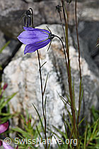 Scheuchzers Glockenblume (Campanula scheuchzeri) (F276884) Scheuchzers Glockenblume (Campanula scheuchzeri) (F276884)