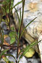 Scheuchzers Glockenblume (Campanula scheuchzeri) (F276886) Scheuchzers Glockenblume (Campanula scheuchzeri) (F276886)