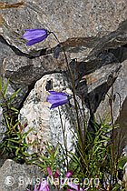 Scheuchzers Glockenblume (Campanula scheuchzeri) (F276888) Scheuchzers Glockenblume (Campanula scheuchzeri) (F276888)