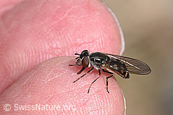 Schwebfliege der Gattung Platycheirus (07.2024, F276908)