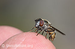 Photo: Hoverfly of the genus Platycheirus