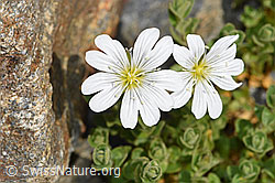 Einblütiges Hornkraut (Cerastium uniflorum) (07.2024, F276926)