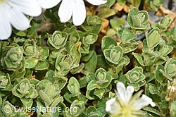 Cerastium uniflorum (F276928)