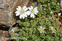 Einblütiges Hornkraut (Cerastium uniflorum) (07.2024, F276930)