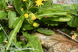 Alpen-Goldrute (Solidago virgaurea ssp. minuta) (F276936) Alpen-Goldrute (Solidago virgaurea ssp. minuta) (F276936)