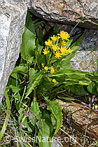Alpen-Goldrute (Solidago virgaurea ssp. minuta) (F276942) Alpen-Goldrute (Solidago virgaurea ssp. minuta) (F276942)