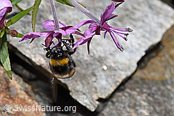 Dunkle Erdhummel (Bombus terrestris) an Fleischers Weidenröschen (Epilobium fleischeri) (F276957) Dunkle Erdhummel (Bombus terrestris) an Fleischers Weidenröschen (Epilobium fleischeri) (F276957)