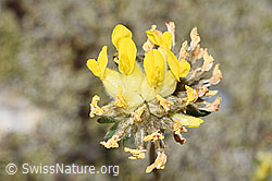 Alpen-Wundklee (Anthyllis vulneraria ssp. alpestris) (F276969)