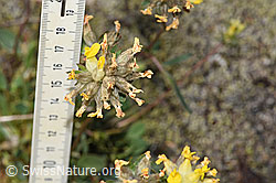 Alpen-Wundklee (Anthyllis vulneraria ssp. alpestris) (F276971)