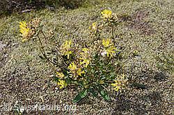 Alpen-Wundklee (Anthyllis vulneraria ssp. alpestris) (F276972)