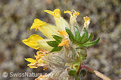 Alpen-Wundklee (Anthyllis vulneraria ssp. alpestris) (F276973)