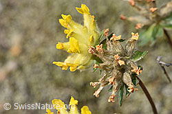 Alpen-Wundklee (Anthyllis vulneraria ssp. alpestris) (F276975)