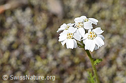 Achillea erba-rotta ssp. moschata (F276986)