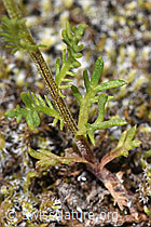 Achillea erba-rotta ssp. moschata (F276987)