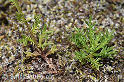 Achillea erba-rotta ssp. moschata (F276988)
