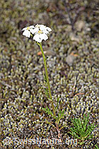Achillea erba-rotta ssp. moschata (F276989)