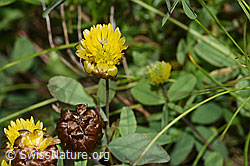Trifolium badium (F276991)