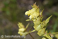 Schmalblättriger Klappertopf (Rhinanthus glacialis) (F277001)