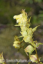 Schmalblättriger Klappertopf (Rhinanthus glacialis) (F277002)