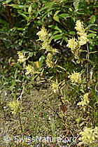 Schmalblättriger Klappertopf (Rhinanthus glacialis) (F277008)