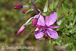 Fleischers Weidenröschen (Epilobium fleischeri) (F277009) Fleischers Weidenröschen (Epilobium fleischeri) (F277009)