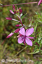 Fleischers Weidenröschen (Epilobium fleischeri) (F277011) Fleischers Weidenröschen (Epilobium fleischeri) (F277011)