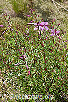 Fleischers Weidenröschen (Epilobium fleischeri) (F277014) Fleischers Weidenröschen (Epilobium fleischeri) (F277014)