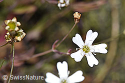 Silene rupestris (F277016)