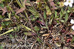 Silene rupestris (F277017)