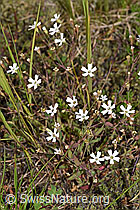 Silene rupestris (F277019)