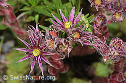 Berg-Hauswurz (Sempervivum montanum) (F277021) Berg-Hauswurz (Sempervivum montanum) (F277021)