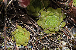 Berg-Hauswurz (Sempervivum montanum) (F277023) Berg-Hauswurz (Sempervivum montanum) (F277023)