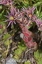 Berg-Hauswurz (Sempervivum montanum) (F277024) Berg-Hauswurz (Sempervivum montanum) (F277024)