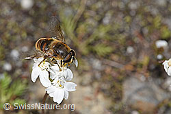 Eristalis tenax on Achillea erba-rotta ssp. moschata (07.2024, F277036)
