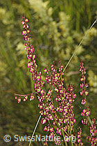 Schildblättriger Ampfer (Rumex scutatus) (F277043) Schildblättriger Ampfer (Rumex scutatus) (F277043)